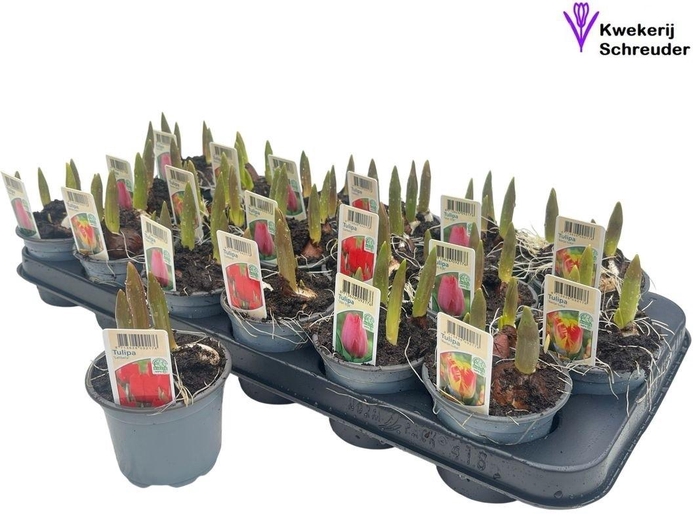 <h4>TUL GEM 3 KLEUREN</h4>