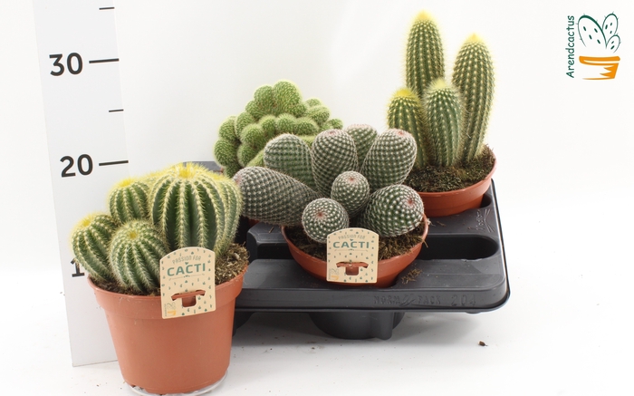 <h4>CACTUS GEM</h4>