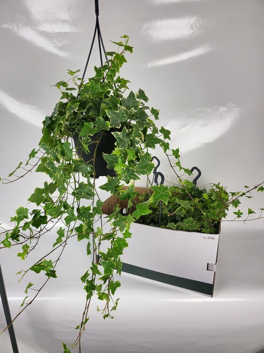 <h4>HED HE GOLDCHILD</h4>