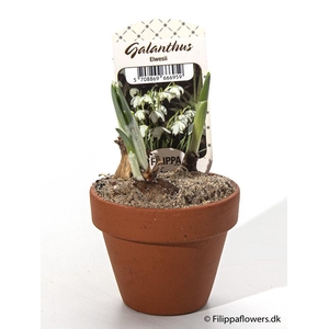 GALANTHUS NIVALIS