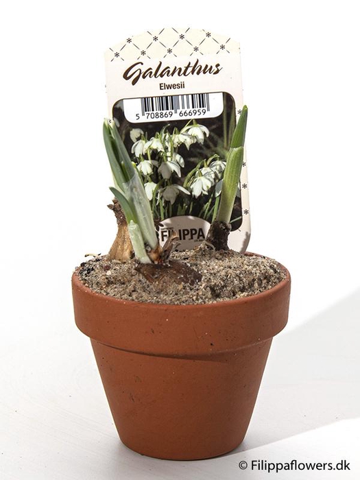 <h4>GALANTHUS NIVALIS</h4>