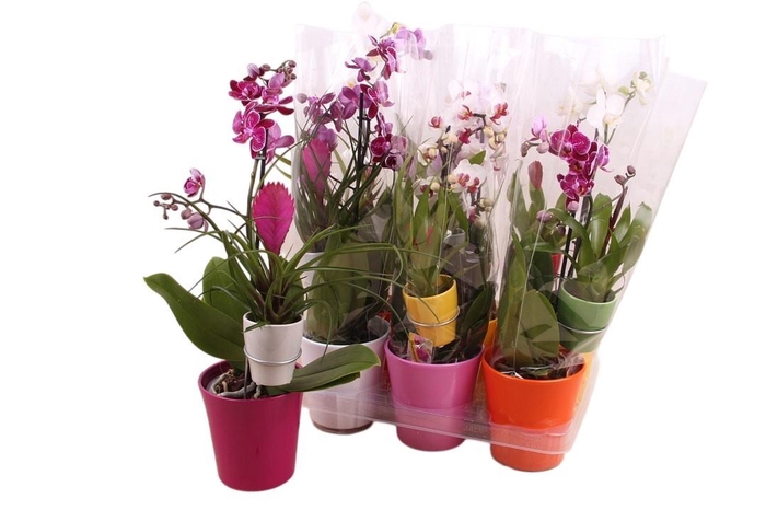 <h4>ARR PHAL 1 TAK</h4>