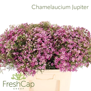Chamelaucium Jupiter