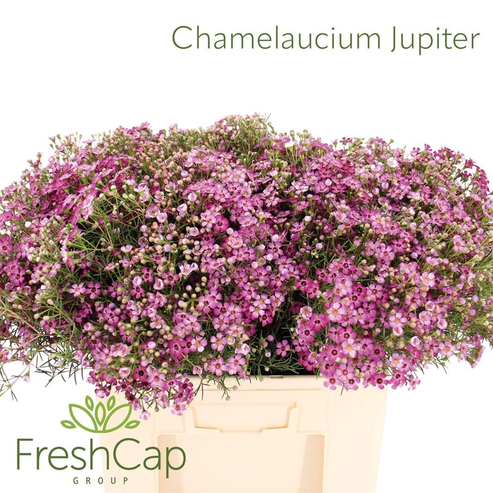 <h4>Chamelaucium Jupiter</h4>