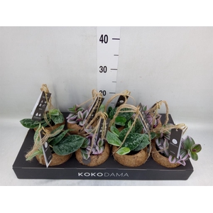 Planten Groen   ...mix  4