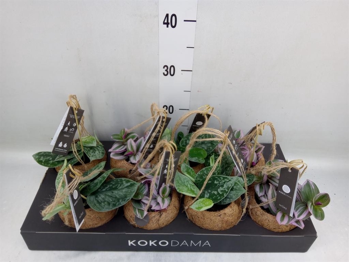 <h4>Planten Groen ...mix 4</h4>