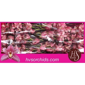 CYMB T CANDY 50 CM