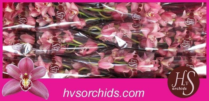<h4>CYMB T CANDY 50 CM</h4>