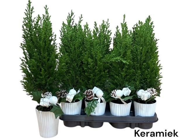 <h4>KERSTBOOM VERSIERD</h4>