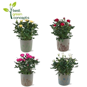 ARR ROSA POT