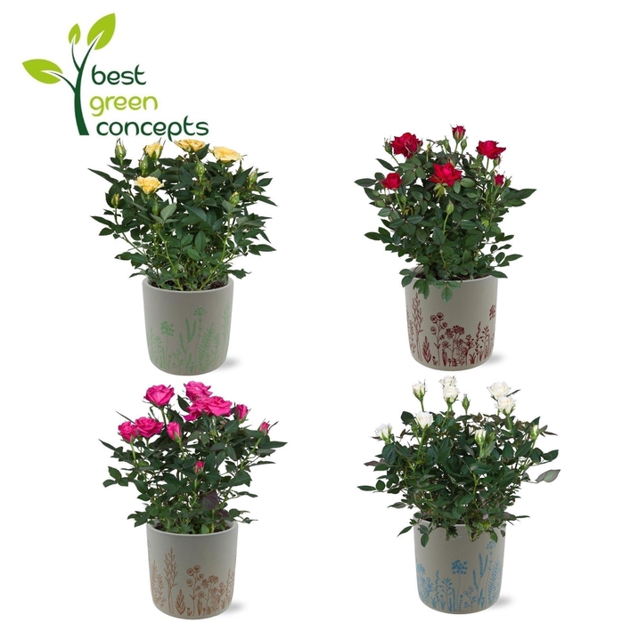 <h4>ARR ROSA POT</h4>