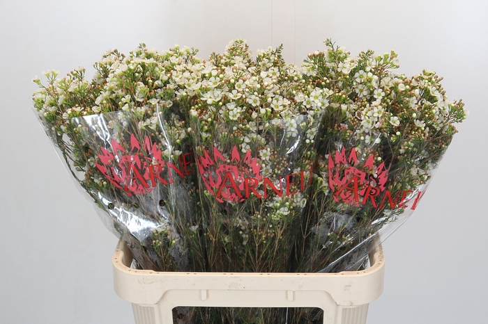 <h4>Chamelaucium Dawn Pearl</h4>