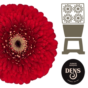 Germini Pomponi Floyd Diamond