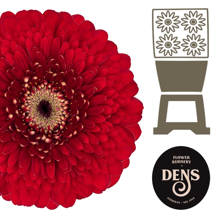 <h4>Germini Pomponi Floyd Diamond</h4>