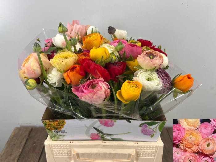 <h4>RAN GEM IN BOS</h4>