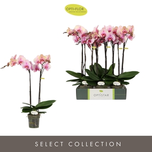 PHAL OPTI OPTISTAR ADELE 2 SPIKE