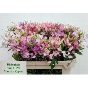 CLEOME SP HELEN CAMP