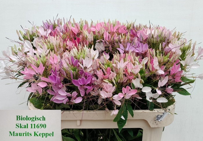 <h4>CLEOME SP HELEN CAMP</h4>