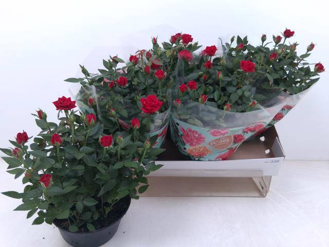 <h4>RO FAV RO RED</h4>