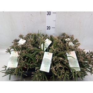 Rhipsalis baccifera subsp. horrida