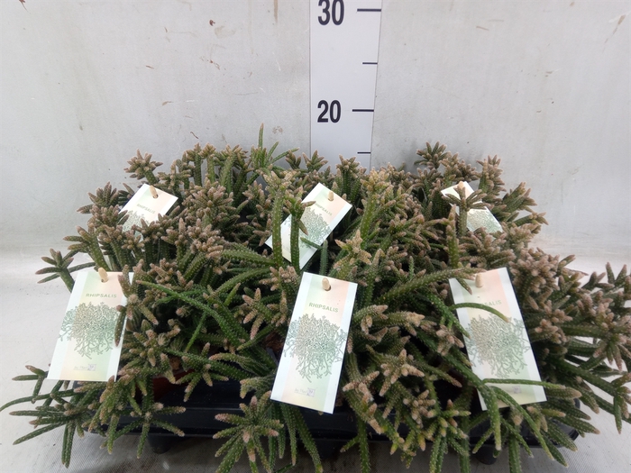 <h4>Rhipsalis baccifera subsp. horrida</h4>