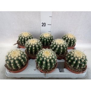 Echinocactus grusonii forma interme