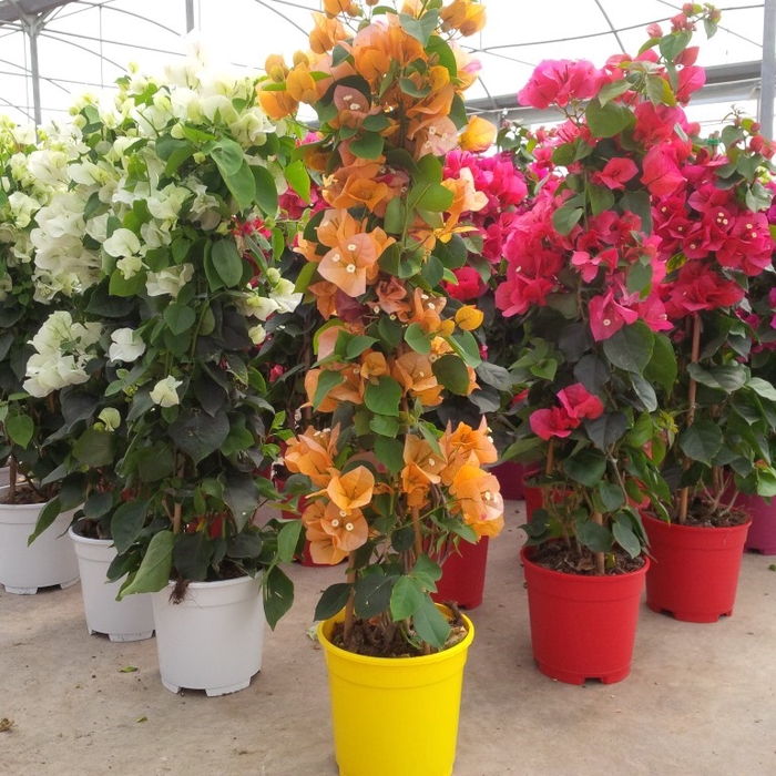 <h4>Bougainvillea overig</h4>