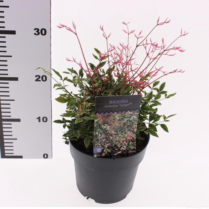 <h4>Nandina domestica 'Twilight'</h4>