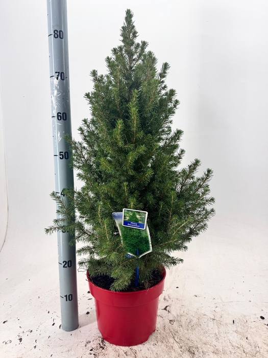 <h4>PICEA GL DECEMBER</h4>