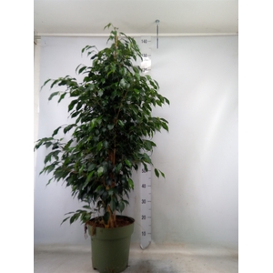 Ficus benja. 'Danielle'