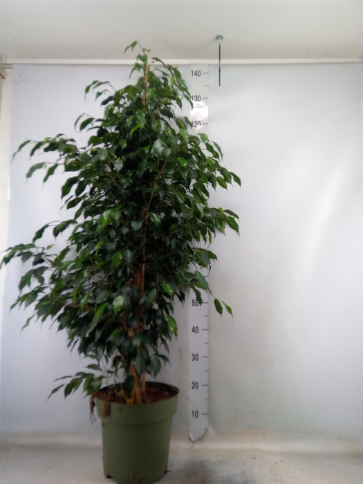 <h4>Ficus benja. 'Danielle'</h4>