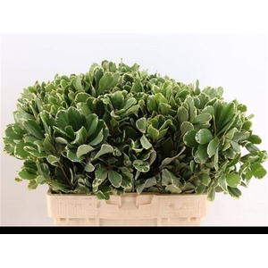 PITTOSPORUM ILAN