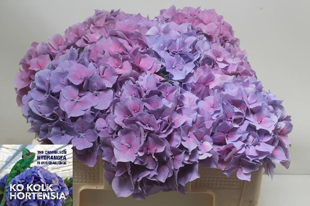 <h4>HYDR M CH CASSANOVA</h4>