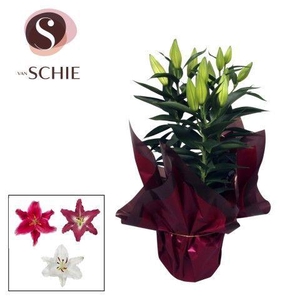 Oriental Mix p17 Rondella LUXE