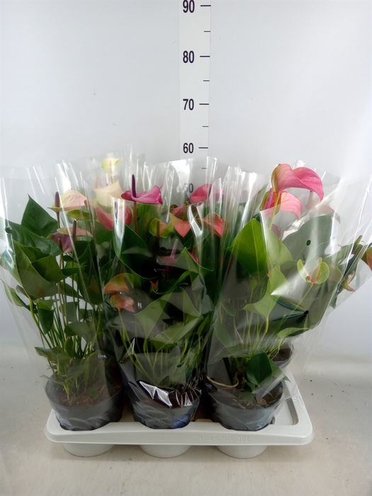 <h4>Anthurium   ...mix</h4>