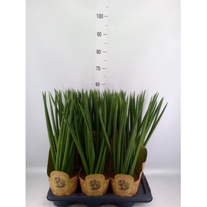 Sansevieria cyl. ...