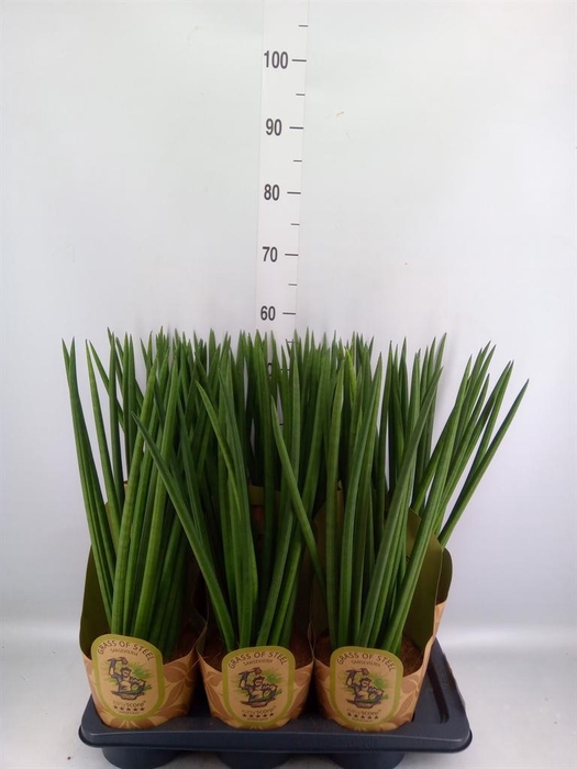 <h4>Sansevieria cyl.  ...</h4>