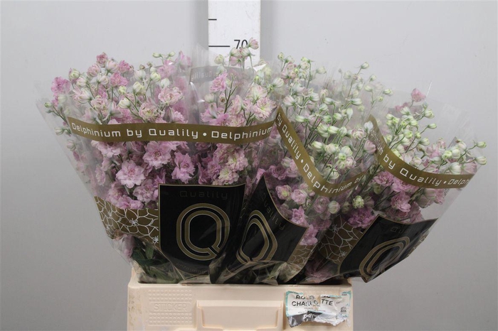 <h4>Delph Du Dewi Melody</h4>