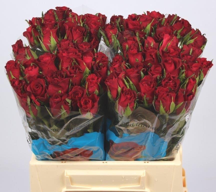 <h4>R GR BURGUNDY</h4>