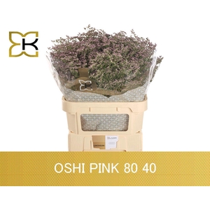 LIMONIUM  'SAFORA OSHI PINK'