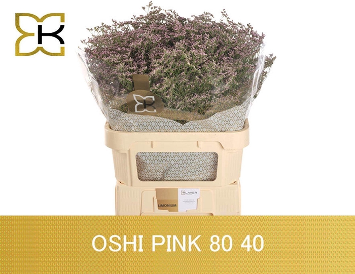 <h4>LIMONIUM SAFORA OSHI PINK LIM SAF O</h4>