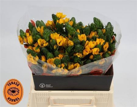 <h4>Ornit Db Yellow Asa</h4>