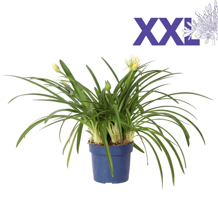 <h4>Agapanthus 7 stek pot 32 wit grootbloemig knoppen boven gewas</h4>