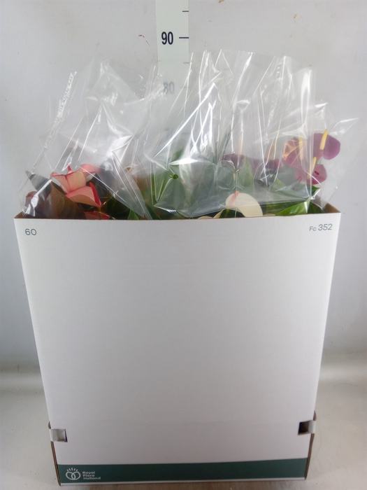 <h4>Anthurium   ...mix</h4>