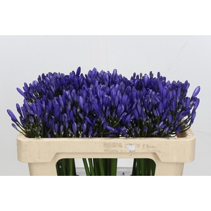 Agapanthus Uri