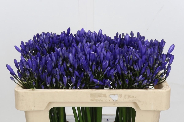 <h4>Agapanthus Uri</h4>