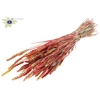 Triticum per bunch Multicolour Red