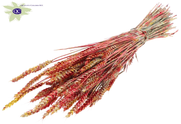 Triticum per bunch Multicolour Red