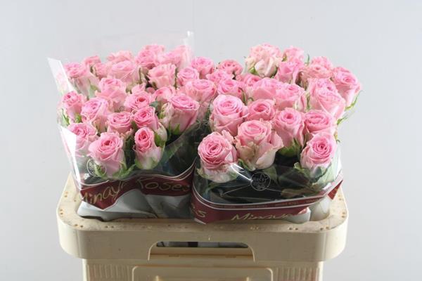 <h4>R Gr Seductive L60</h4>