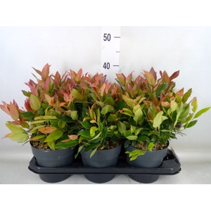 Leucothoe axillaris 'Zeblid'